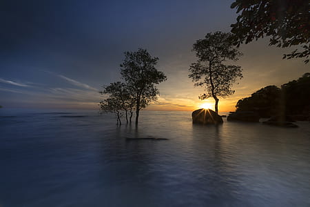 silhouette photography of trees near body of water thumbnail