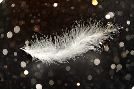 white animal feather thumbnail