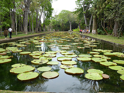 Giant Waterlilies, Mauritius thumbnail