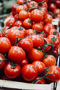 lots of tomatoes thumbnail