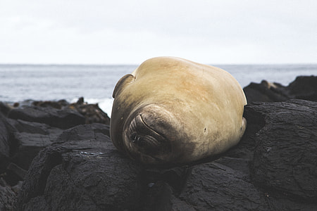 closeup photo of yellow seal near blue sea during daytime thumbnail
