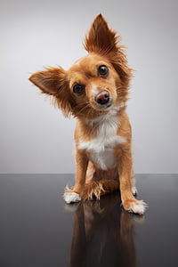 dog, animal, pets, nature thumbnail