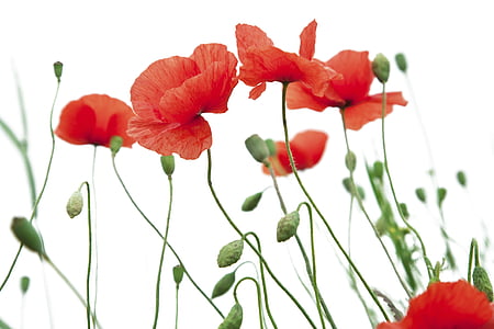 still life photo of red poppy flowers thumbnail