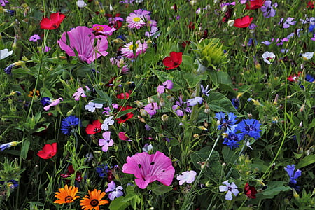 bed of blue, pink, and white petaled flowers thumbnail