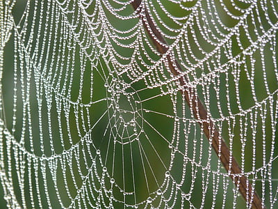 Spider Web thumbnail