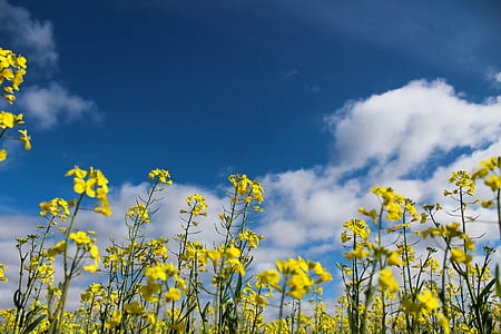 yellow petaled flower field thumbnail