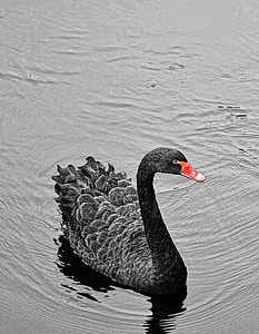 black swan on body of water thumbnail
