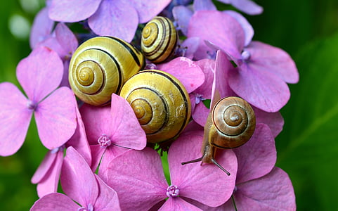 four snails on flowers thumbnail