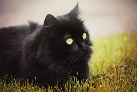 black cat thumbnail