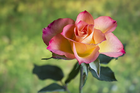 close-up photography of pink rose thumbnail