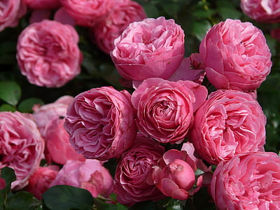 close-up photography of pink rose flowers during daytime thumbnail