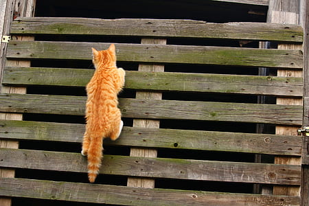 orange tabby cat thumbnail