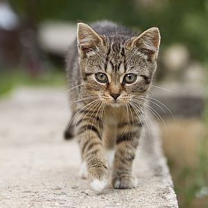 shallow focus photography of gray Tabby cat during daytime thumbnail