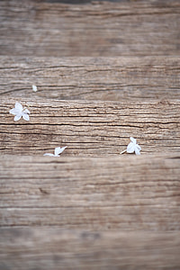 three white petaled flowers on brown wood surface thumbnail