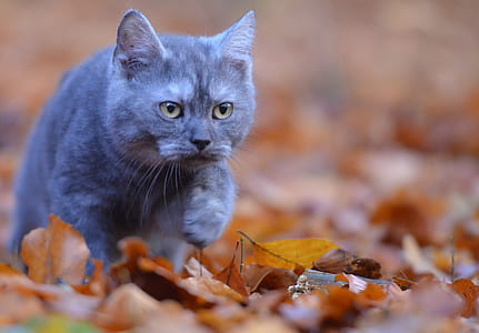 selective focus photography of Russian blue cat thumbnail