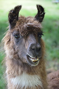 llama on green field thumbnail