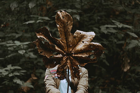person holding brown dried leaf surrounded by green plants thumbnail