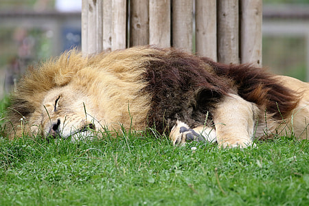 male lion sleeping on green grass field thumbnail