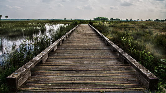 brown wooden dock on marsh thumbnail