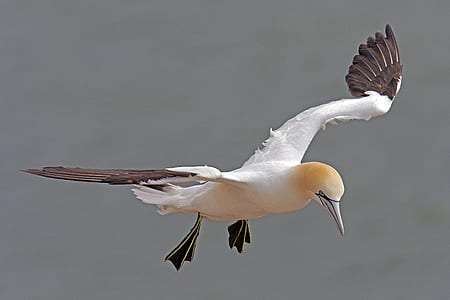 selective focus photo of white and brown booby bird thumbnail