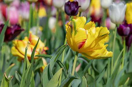 close up photography of yellow jagged tulip flowers thumbnail