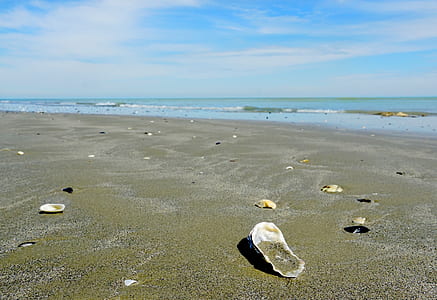seashells on seashore thumbnail