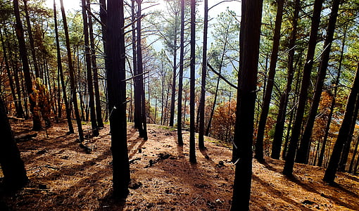 trees in forest nature photography thumbnail