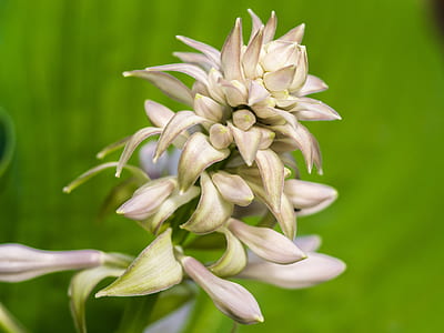 selective focus photography of white flower thumbnail