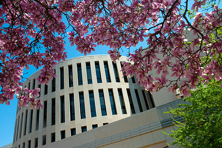 Rankin Hall under pink trees in Terre Haute, Indiana thumbnail