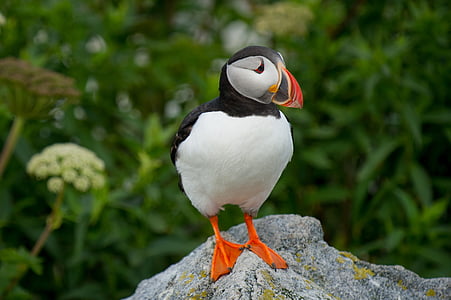 white and black puffin bird standing on gray surface thumbnail
