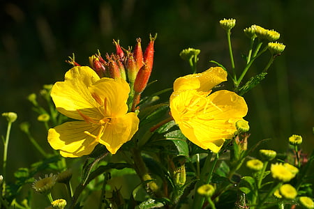 yellow petaled flowers blooming at daytime thumbnail