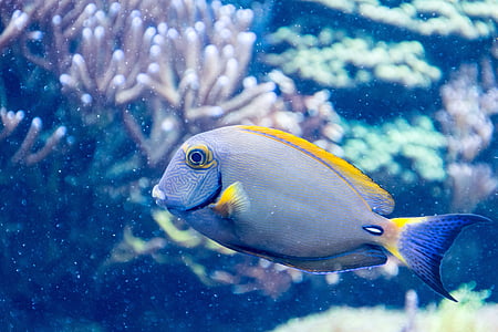 yellow and blue tang fish near corals thumbnail