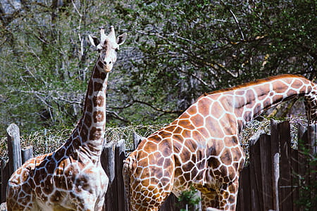 Two Giraffes thumbnail