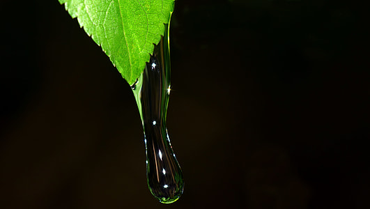 Drip, Splash, Water, any drip, drop of water, leaf thumbnail