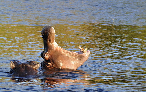 two brown hippopotamus on body of water during daytime thumbnail
