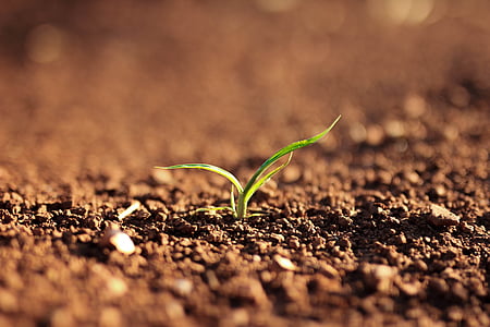 green leaf plant sprouting from soil thumbnail