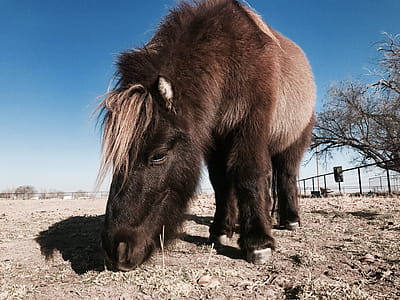 Brown and Black Pony Eating Grasses thumbnail