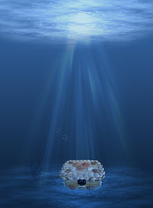 seashell storage box digital wallpaper thumbnail