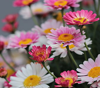 selective focus photography of white and pink petaled flowers thumbnail