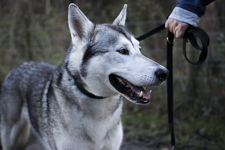 person holding collar of Siberian Husky thumbnail