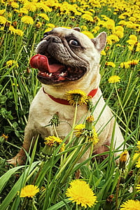 fawn pug surrounded by yellow petaled flowers thumbnail