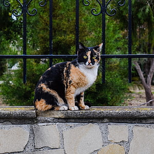 calico cat on gray concrete pavement thumbnail