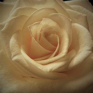 closeup photo of yellow rose thumbnail