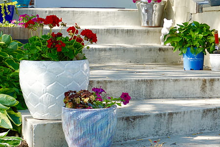 potted plants on concrete staircase thumbnail
