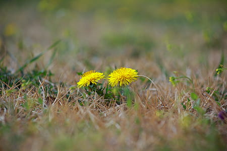 close-up photography of yellow petaled flower thumbnail