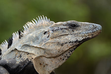 grey lizard thumbnail