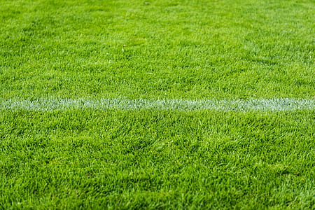 fill the frame photography of green grass thumbnail