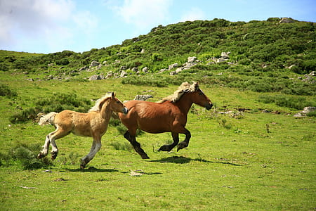 two brown horses thumbnail