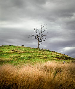 bare tree surrounded by grass thumbnail