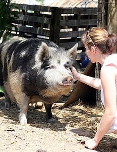 woman touching the face of black and gray pig thumbnail